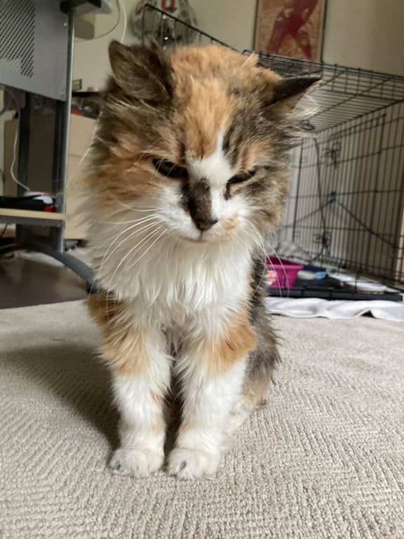 Angela Image