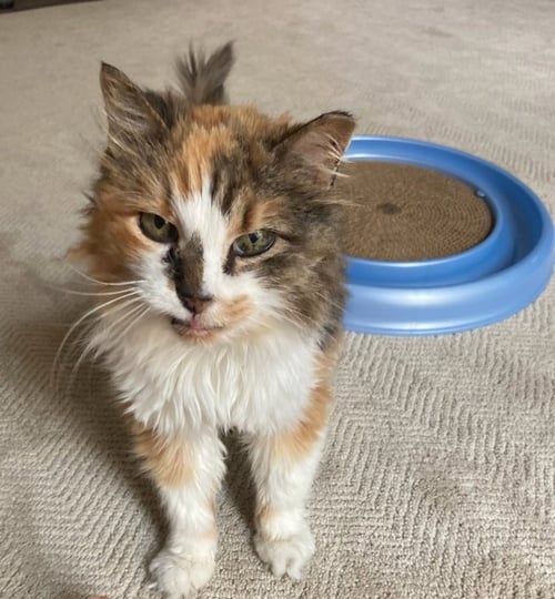 ANGELA - Domestic Long Hair / Calico available for adoption