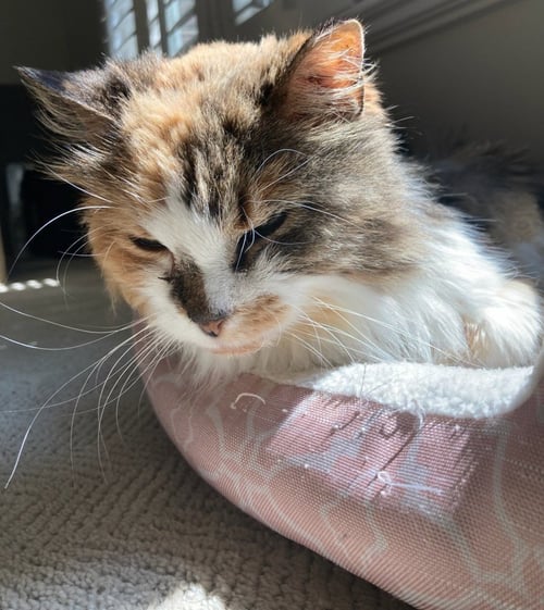 ANGELA - Domestic Long Hair / Calico available for adoption