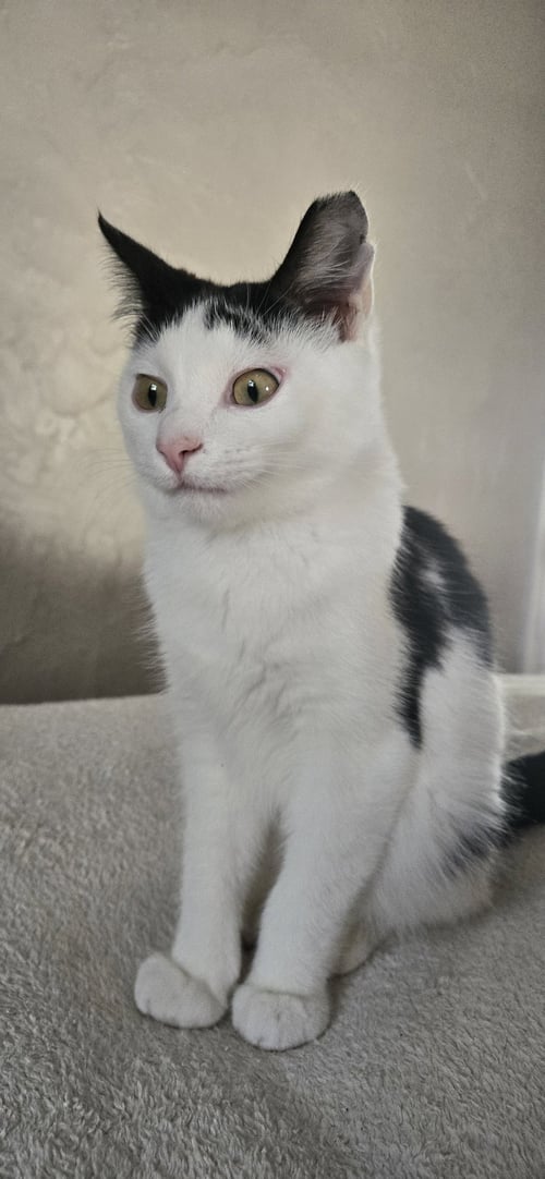 BRAMLEY - Domestic Short Hair for adoption in Columbus