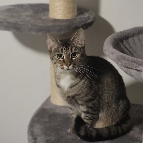 MARY (BONDED TO CLOVER) - Tabby / Domestic Short Hair available for adoption