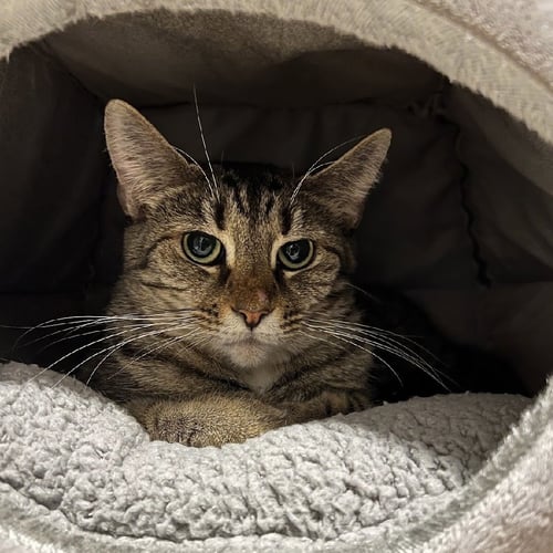 MARY (BONDED TO CLOVER) - Tabby / Domestic Short Hair available for adoption