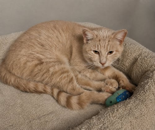 CREAM PUFF - Domestic Short Hair available for adoption