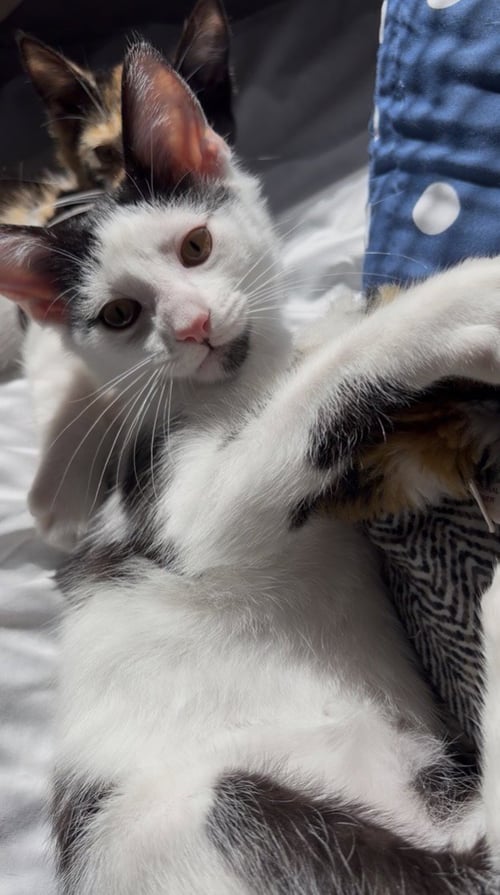 WINNIE - Domestic Short Hair available for adoption