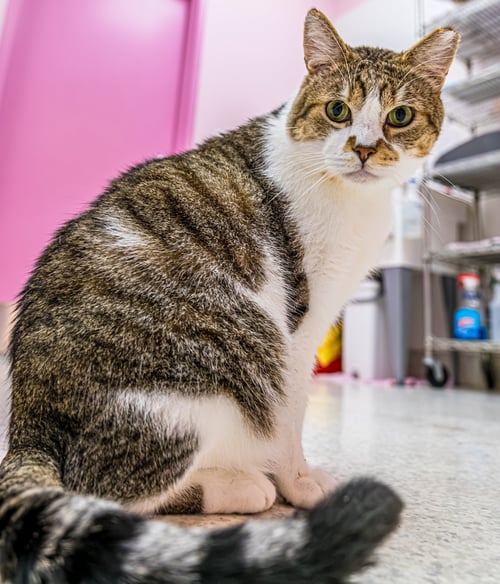BROOKS - KBC - Tabby / Domestic Short Hair available for adoption