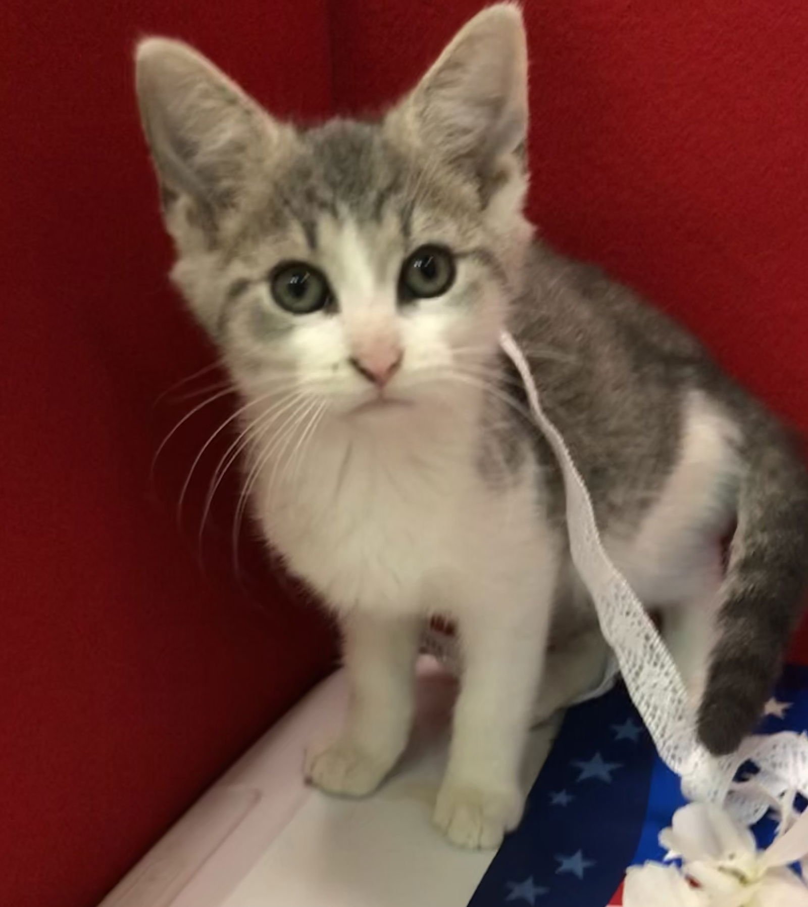 LUKE (BONDED TO BO) - Tabby / Domestic Short Hair available for adoption