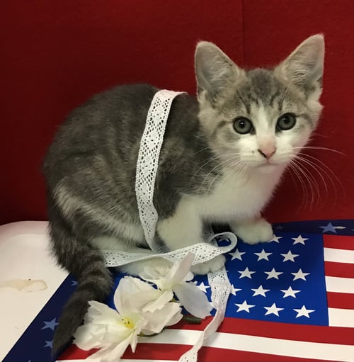 LUKE (BONDED TO BO) - Tabby / Domestic Short Hair available for adoption