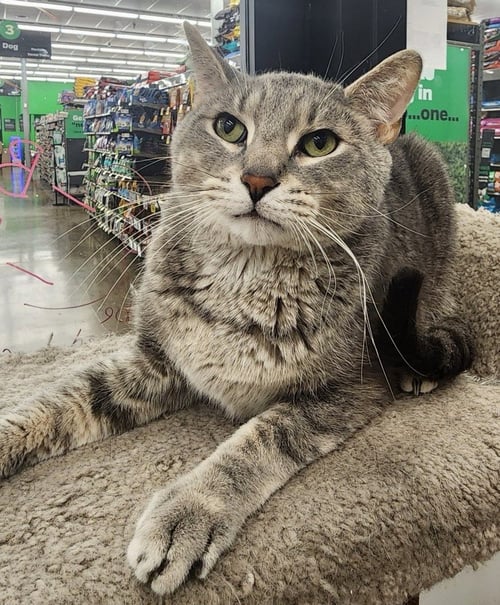 LUKE (BONDED TO BO) - Tabby / Domestic Short Hair available for adoption