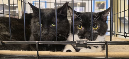 PETUNIA - Domestic Short Hair available for adoption
