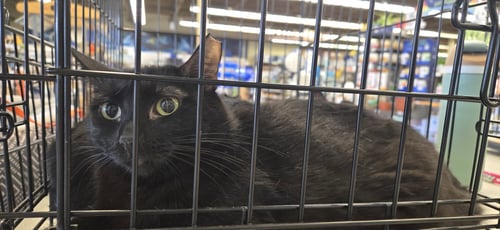 PETUNIA - Domestic Short Hair available for adoption