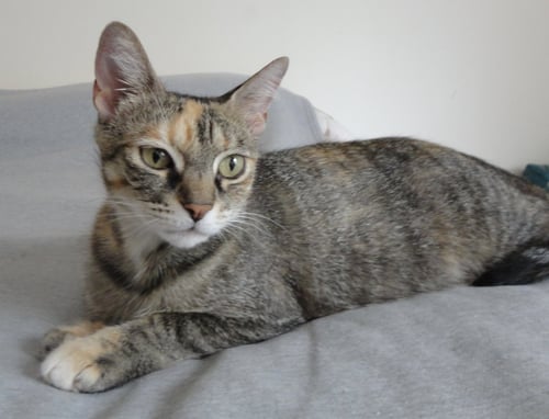 JO JO - Torbie / Domestic Short Hair available for adoption