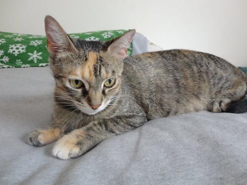 JO JO - Torbie / Domestic Short Hair available for adoption