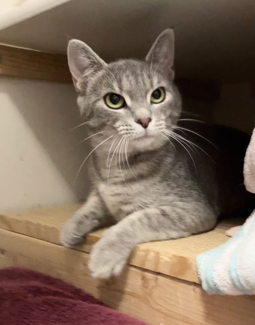 LEANNA - Tabby / Domestic Short Hair available for adoption
