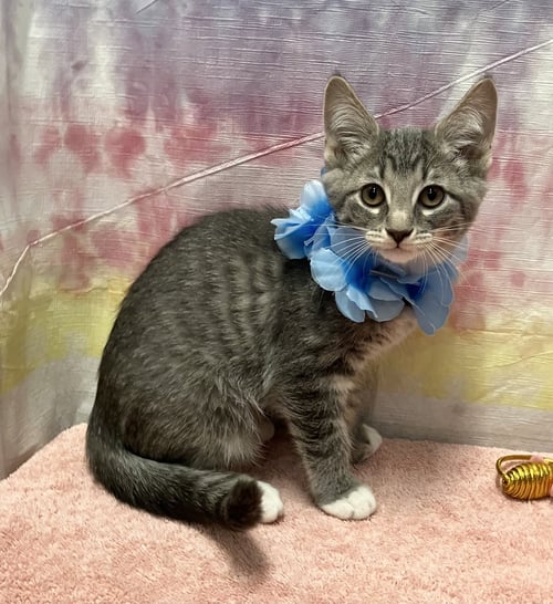 BURRITO - Domestic Short Hair available for adoption