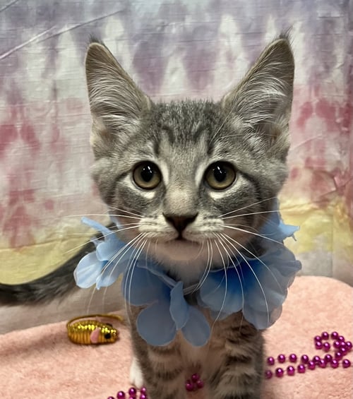 BURRITO - Domestic Short Hair available for adoption