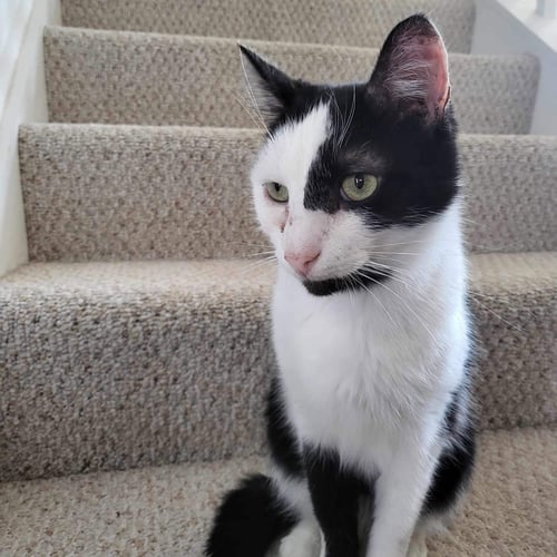 MANNY NORTON - Domestic Short Hair available for adoption