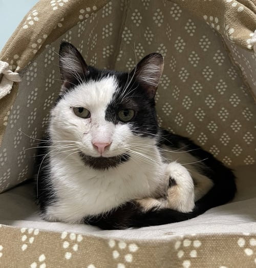 MANNY NORTON - Domestic Short Hair available for adoption