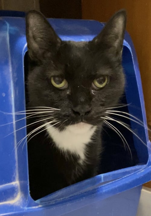 ASTEROID - Domestic Short Hair available for adoption