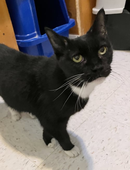 ASTEROID - Domestic Short Hair available for adoption