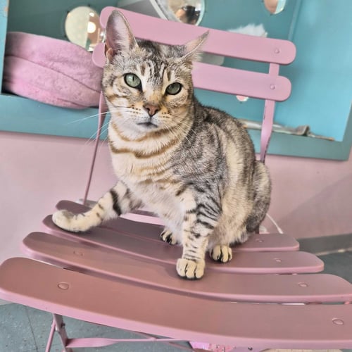 LIZZY - KBC - Bengal / Tabby available for adoption