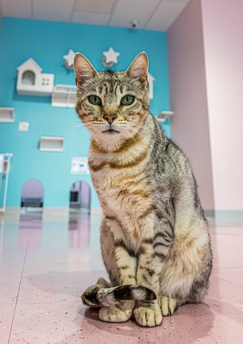 LIZZY - KBC - Bengal / Tabby available for adoption