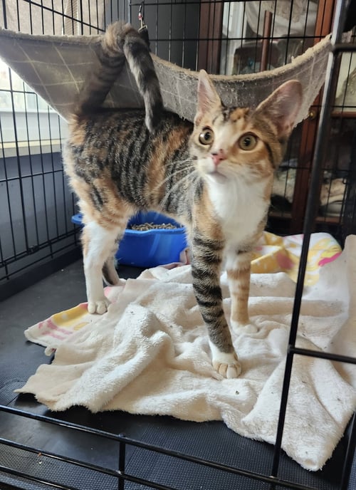 REESE - Tortoiseshell / Domestic Short Hair available for adoption