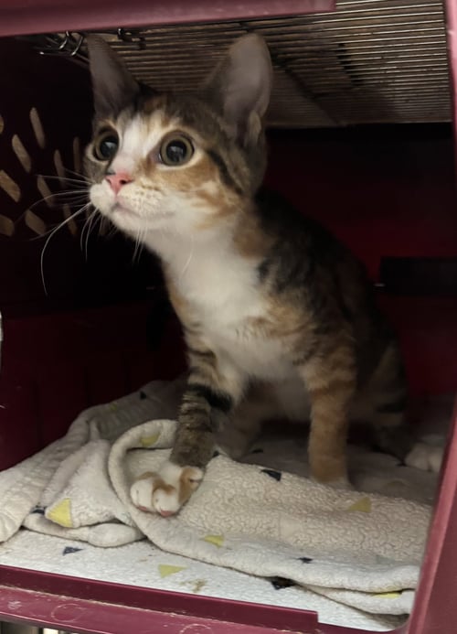 REESE - Tortoiseshell / Domestic Short Hair available for adoption