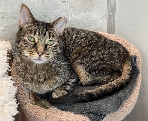 FIBONACCI - Tabby / Domestic Short Hair available for adoption