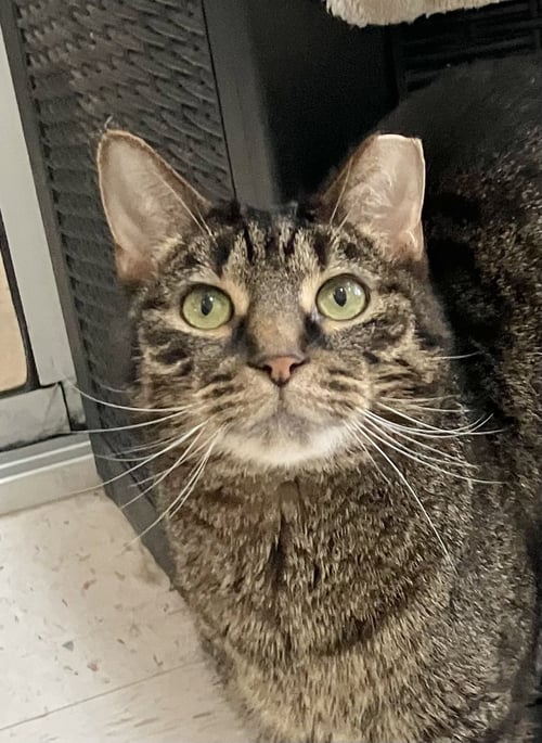 FIBONACCI - Tabby / Domestic Short Hair available for adoption