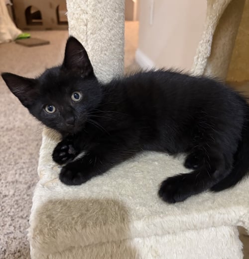 LINCOLN - Domestic Short Hair available for adoption