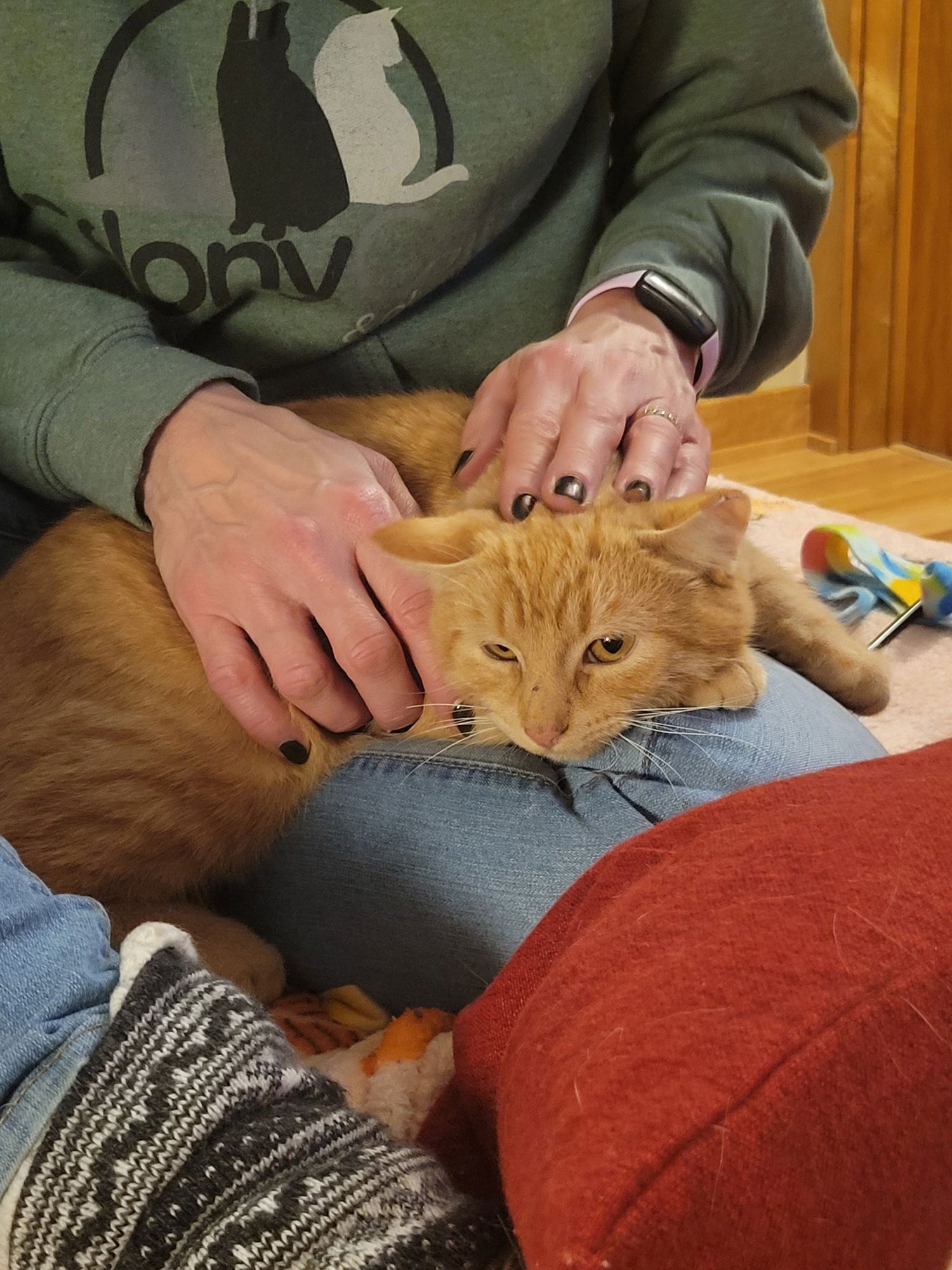 PERRY - Domestic Short Hair available for adoption