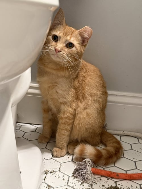 PERRY (BONDED TO WINK) - Domestic Short Hair available for adoption