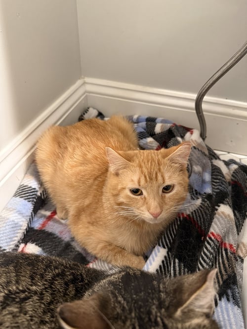 PERRY (BONDED TO WINK) - Domestic Short Hair available for adoption