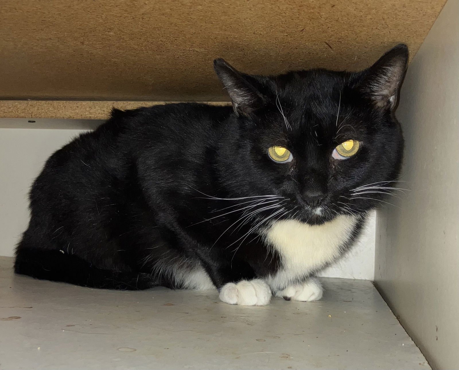 PEMDAS - Domestic Short Hair available for adoption