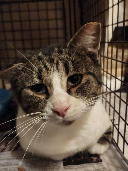 DENNIS (AKA SLY) - Tabby / Domestic Short Hair available for adoption