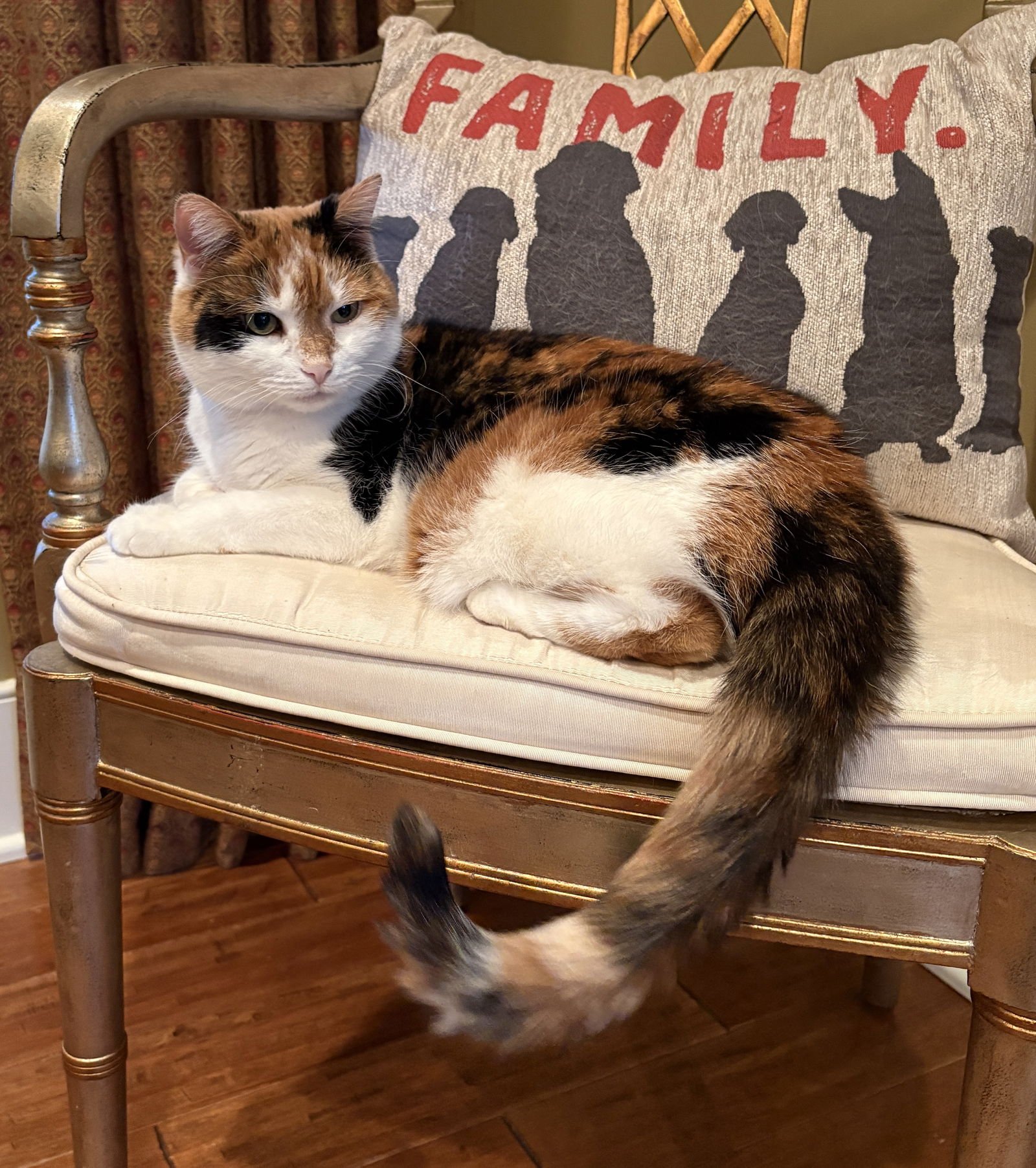 SOPHEE - Calico / Domestic Short Hair available for adoption