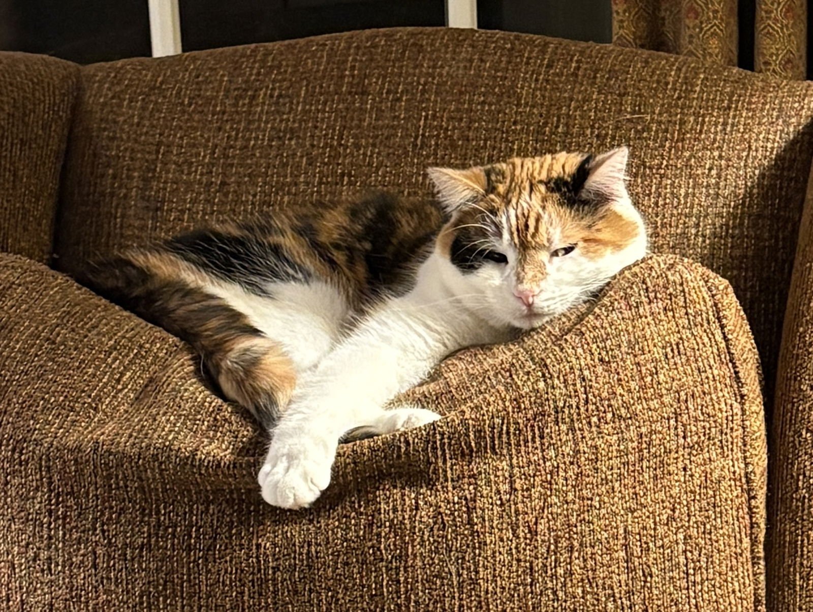 SOPHEE - Calico / Domestic Short Hair available for adoption