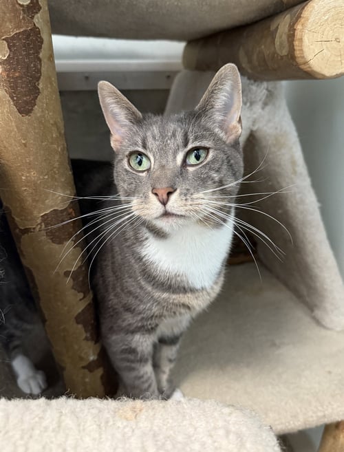 HICCUP - Tabby / Domestic Short Hair available for adoption