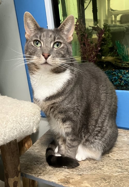 HICCUP - Tabby / Domestic Short Hair available for adoption