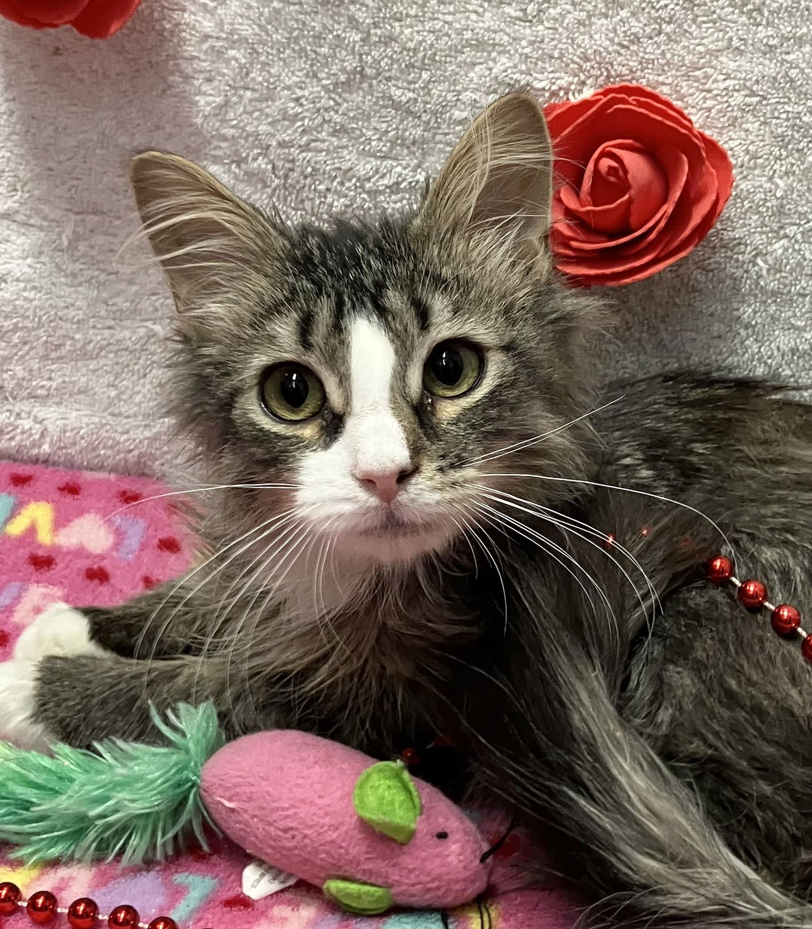 JEREMY CLARKSON - Domestic Long Hair / Tabby available for adoption