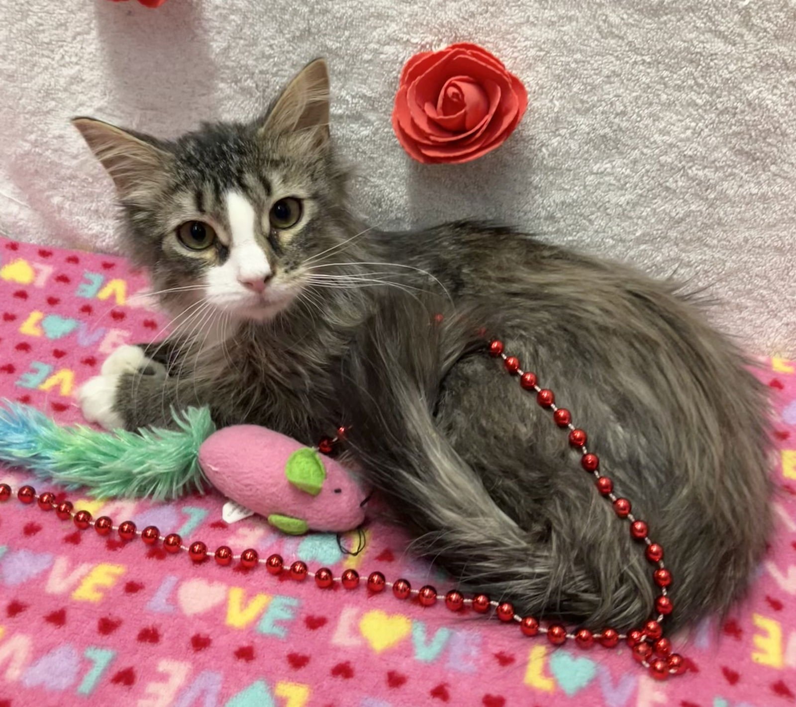 JEREMY CLARKSON - Domestic Long Hair / Tabby available for adoption