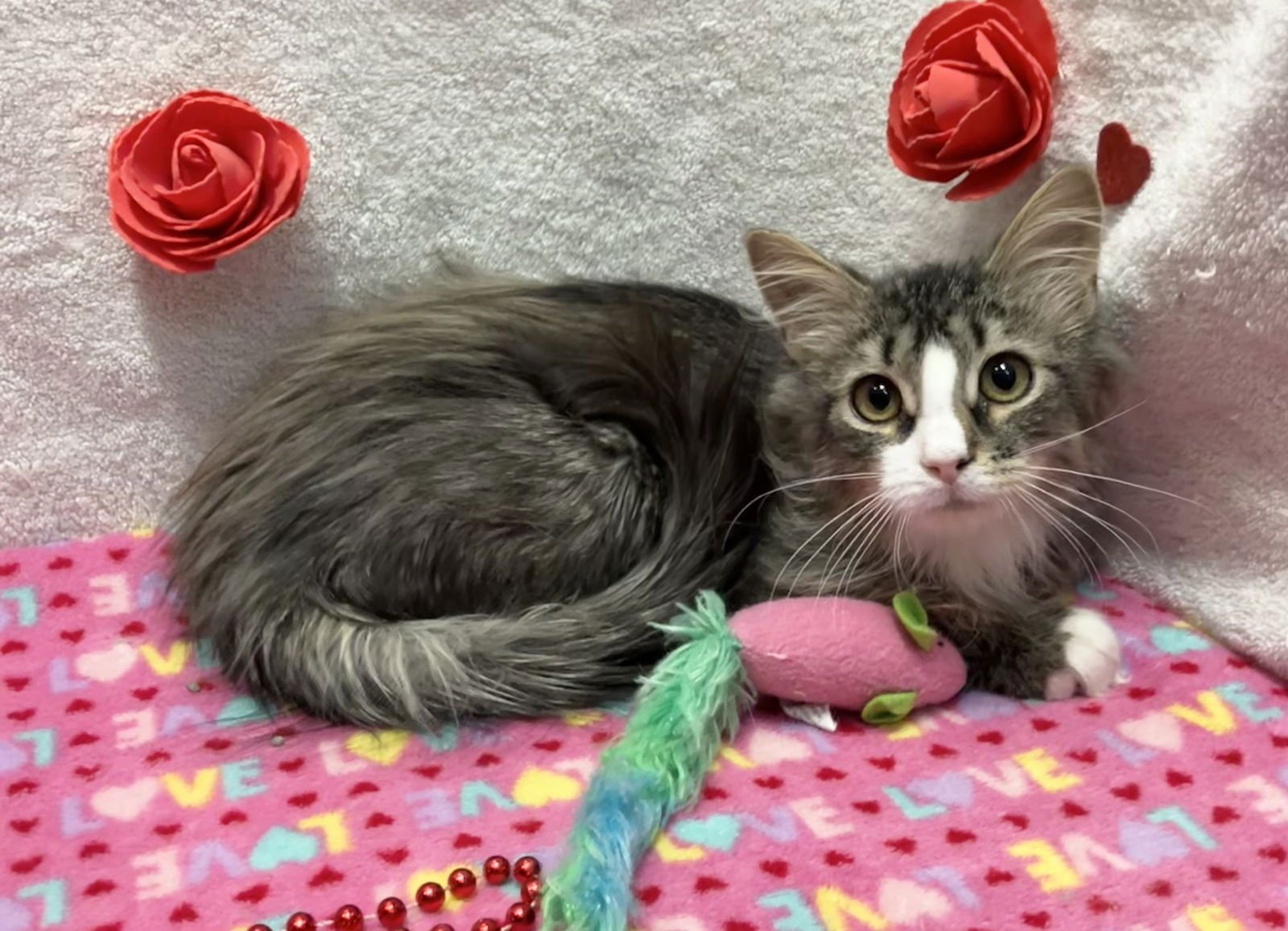 Jeremy Clarkson - Photo 3