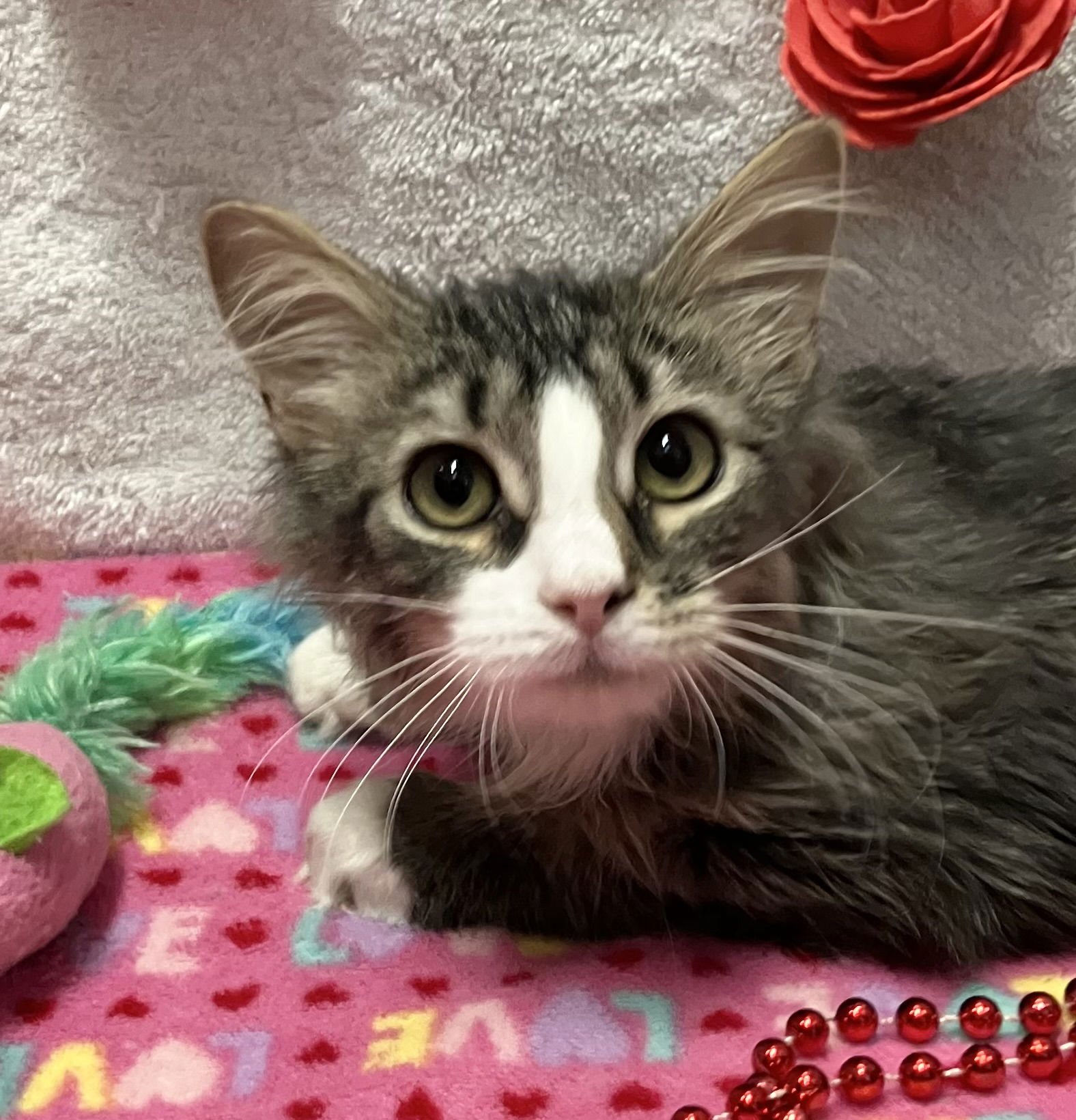 Jeremy Clarkson - Photo 4