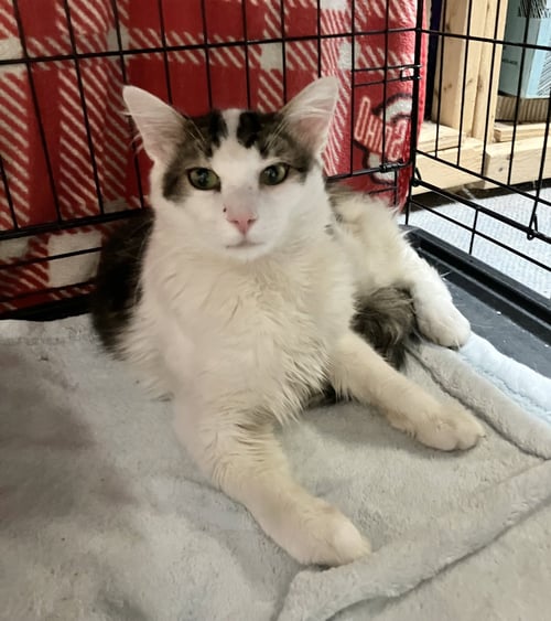 MIGUEL - Domestic Long Hair / Tabby available for adoption