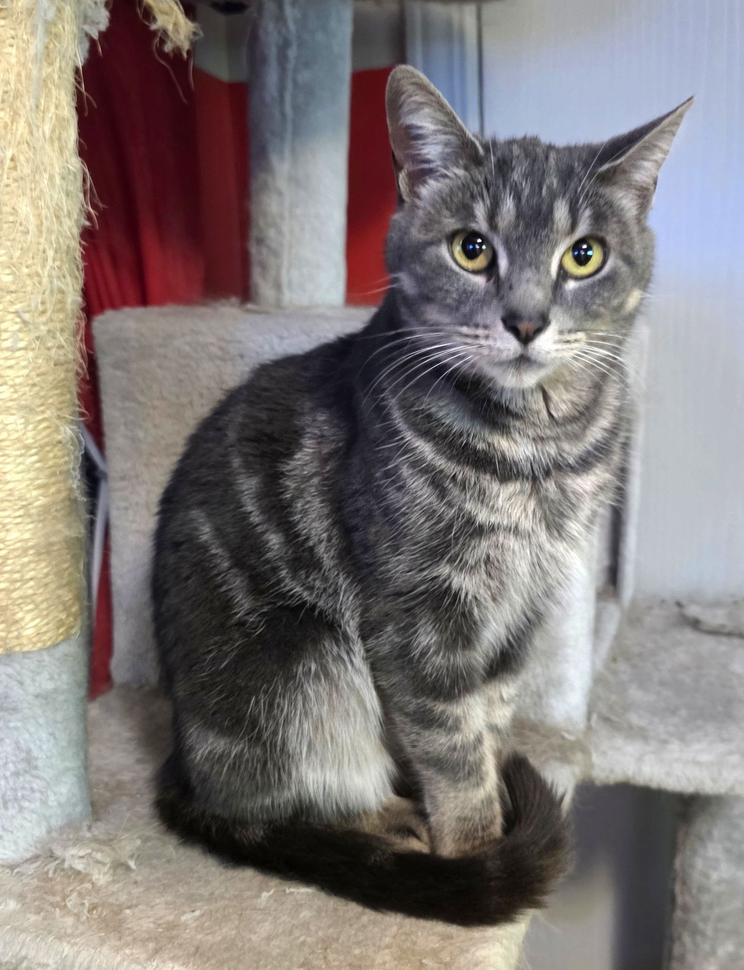 WILLOW - Tabby / Domestic Short Hair available for adoption
