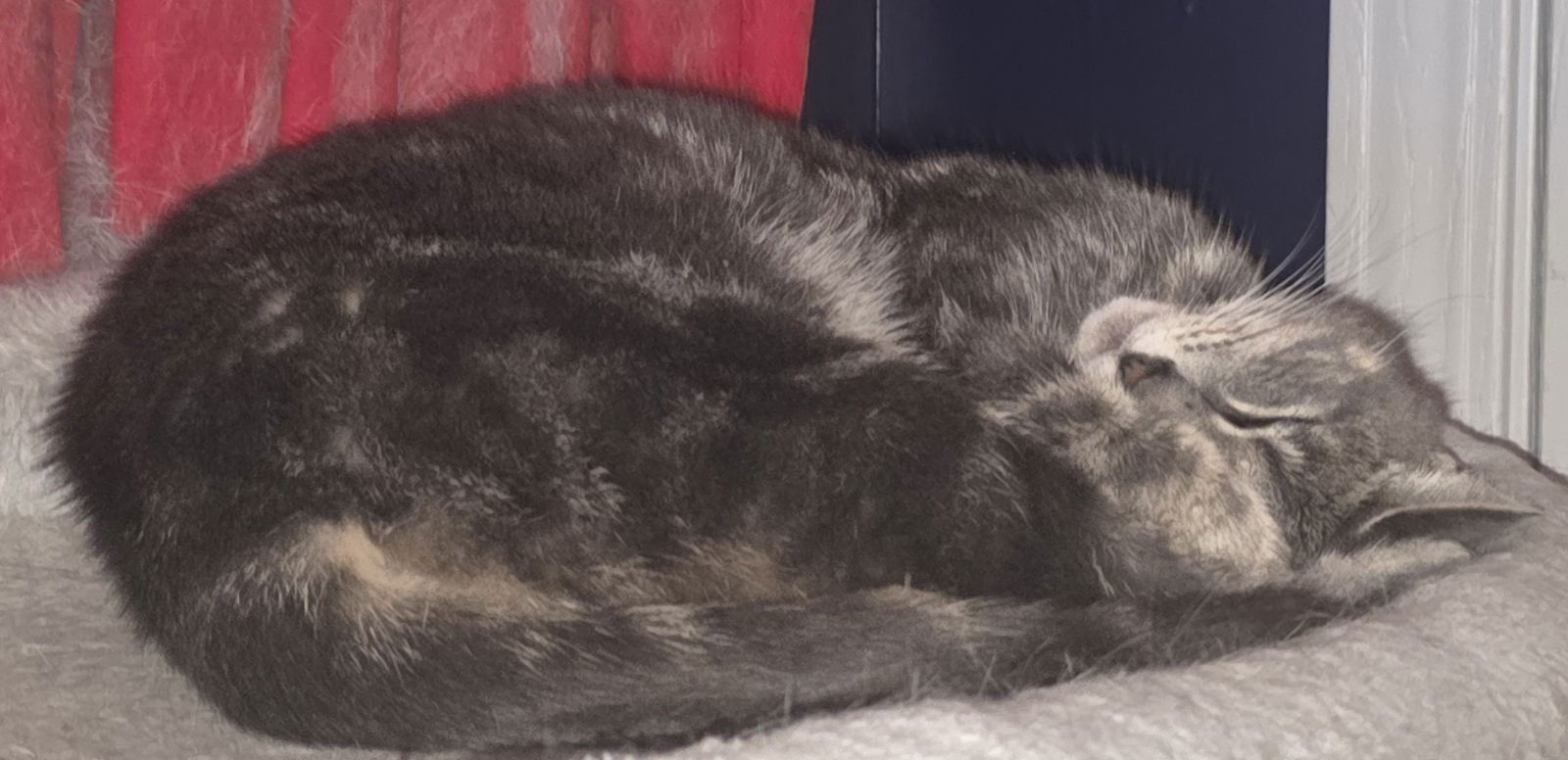 WILLOW - Tabby / Domestic Short Hair available for adoption