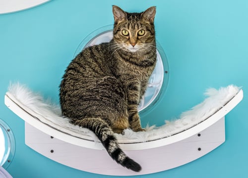 ALMOND (BONDED WITH WALNUT) - KBC - Domestic Short Hair / Tabby available for adoption