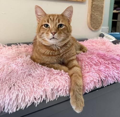 CHEESE BALL - Tabby / Domestic Short Hair available for adoption
