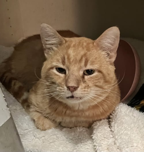 CHEESE BALL - Tabby / Domestic Short Hair available for adoption