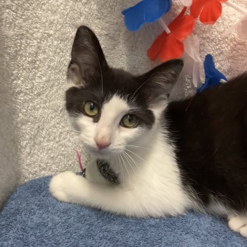 JUNIPER - Domestic Short Hair for adoption in Columbus
